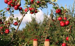 苹果树叶上出现黄斑的原因和解决方法