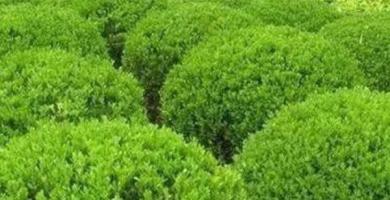 小叶黄杨养护要求解析：基于沙壤土的种植和土壤养护指南
